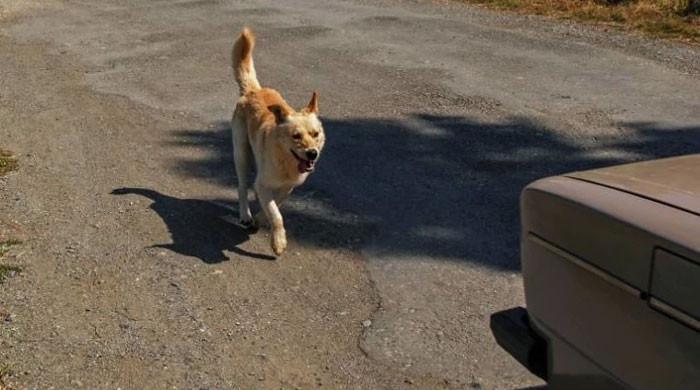 Why do dogs follow cars, bikes or joggers?