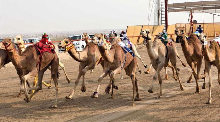 Camel race in Saudi Arabia, ‘Prize money 5 billion 95 crore rupees’