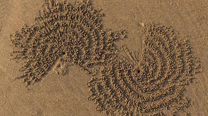 How does a crab make beautiful sand sculptures?