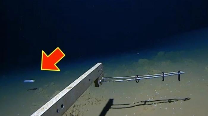For the first time, fish were discovered 5 miles deep in the ocean