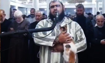 During Taraweeh prayer, the cat climbed on Imam’s shoulders and sat down