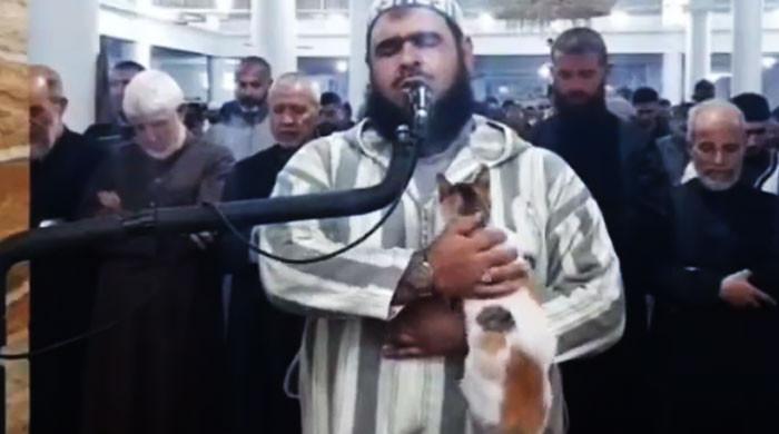 During Taraweeh prayer, the cat climbed on Imam’s shoulders and sat down