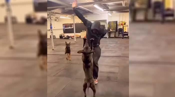 Video of the dancing dog