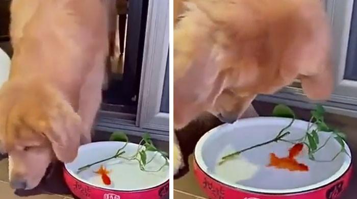 A video of a dog saving a fish’s life has gone viral