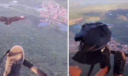 Video of paraglider and bird flight goes viral