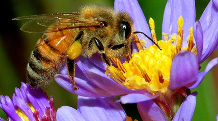 How important are bees to us?