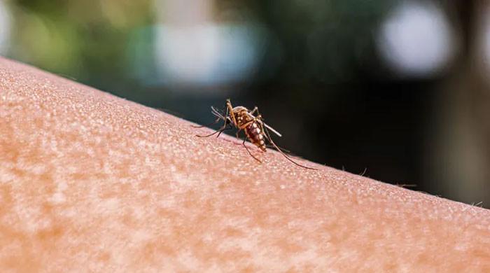 Why do mosquitoes only bite you?  Interesting discovery in new research