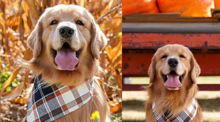 The famous dog on social media has made house cleaning mistresses rich